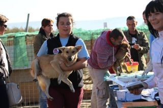 Redding van honden uit asiel