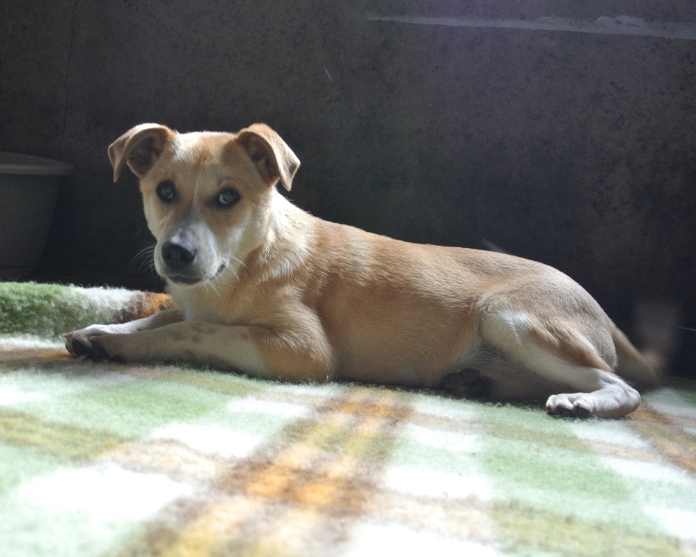 Honden ter adoptie: Elfie