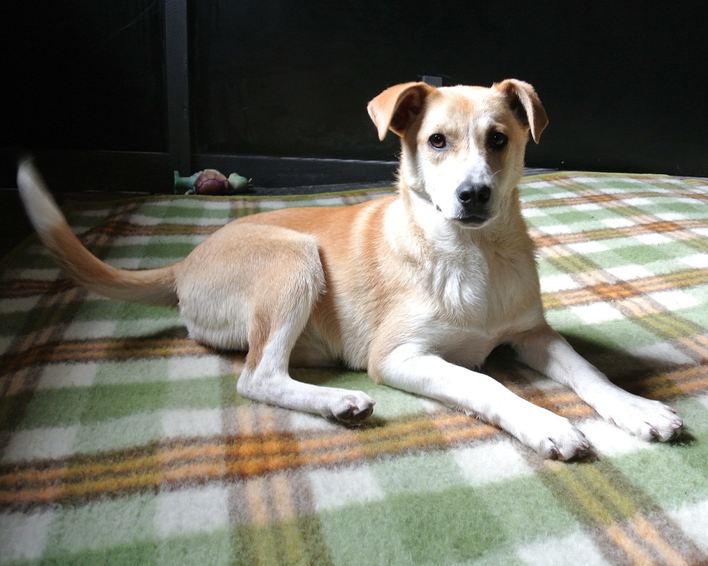 Honden ter adoptie: Elfie