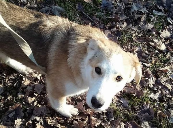 Herder mix zoekt baasje