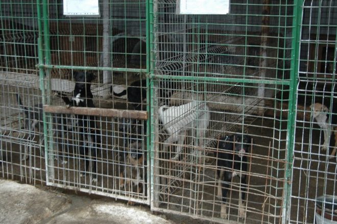 Honden in het asiel in Roemenië
