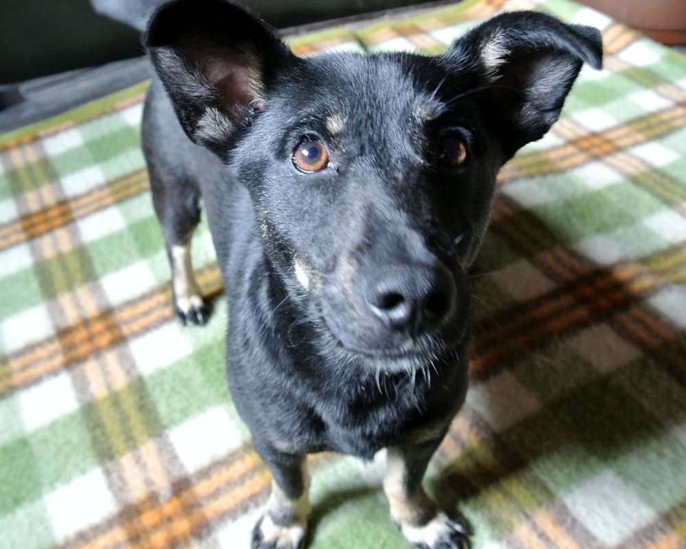 Klein hondje ter adoptie bij SOS dogs