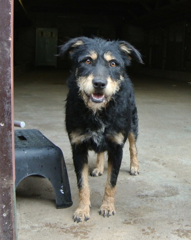 Leuke hond ter adoptie bij SOS Dogs