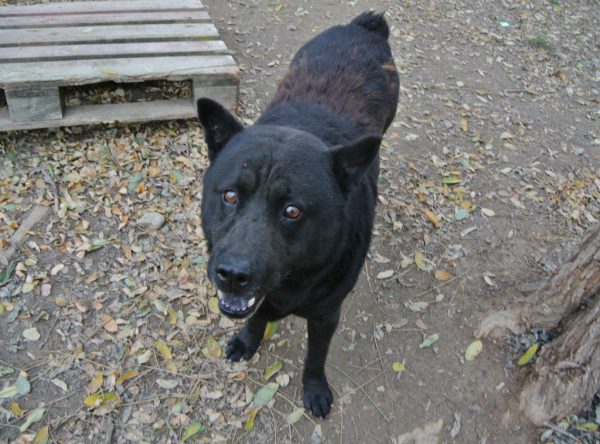 Lucifer Hmong Dog