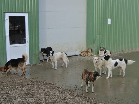 Honden in het asiel in Sisterea