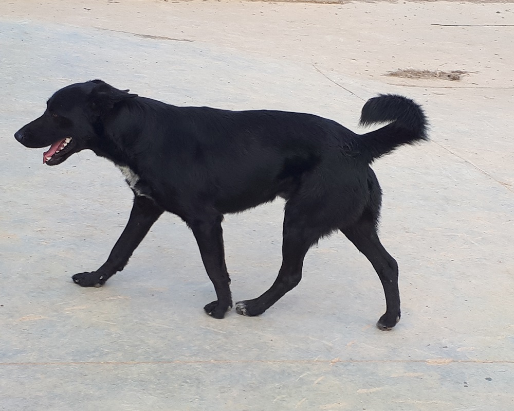 Hond Pedro ter adoptie bij SOS Dogs