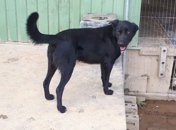 Labrador kruising Pedro zoekt baasjes