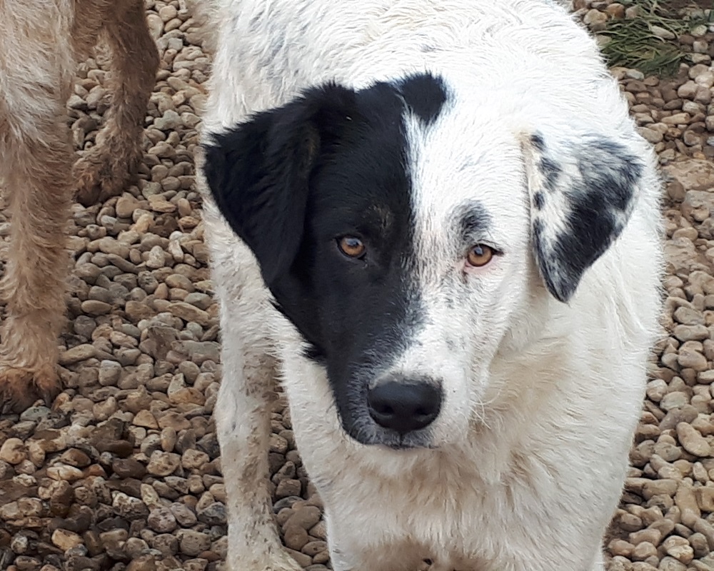 Honden ter adoptie: Spota