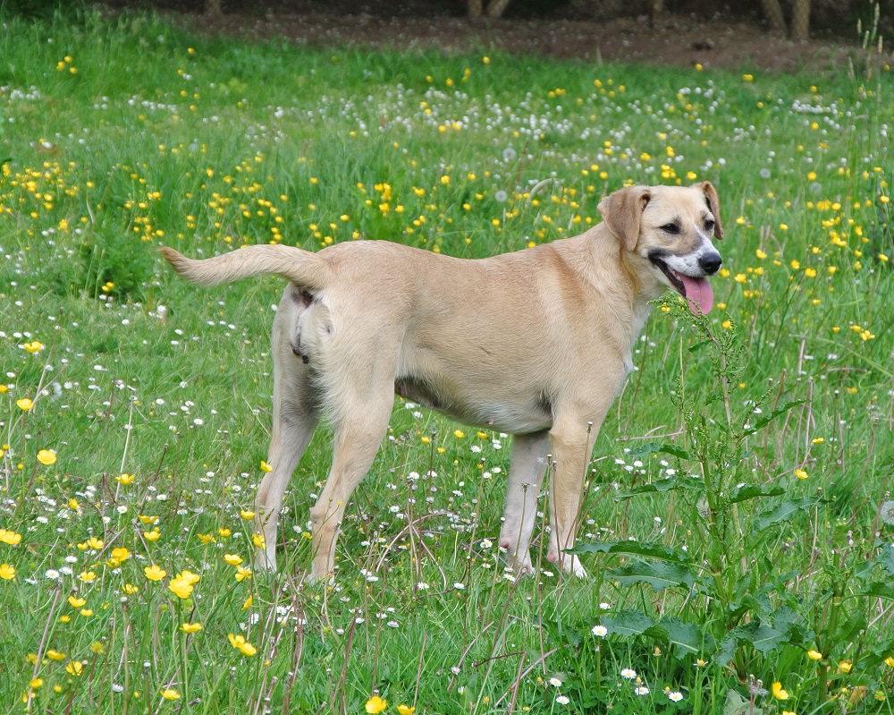 hond ter adoptie bij SOS Dogs