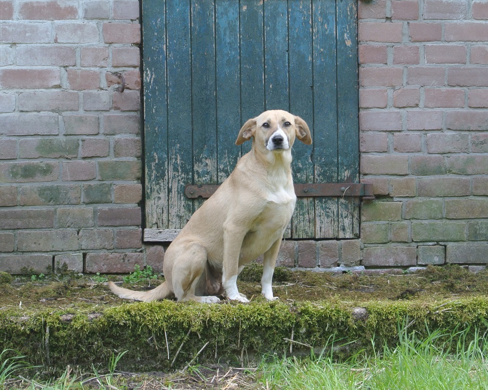hond ter adoptie bij SOS Dogs
