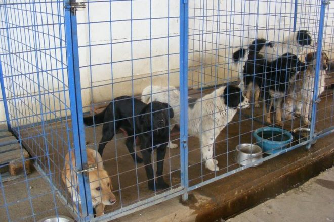 Honden in het asiel in Roemenië