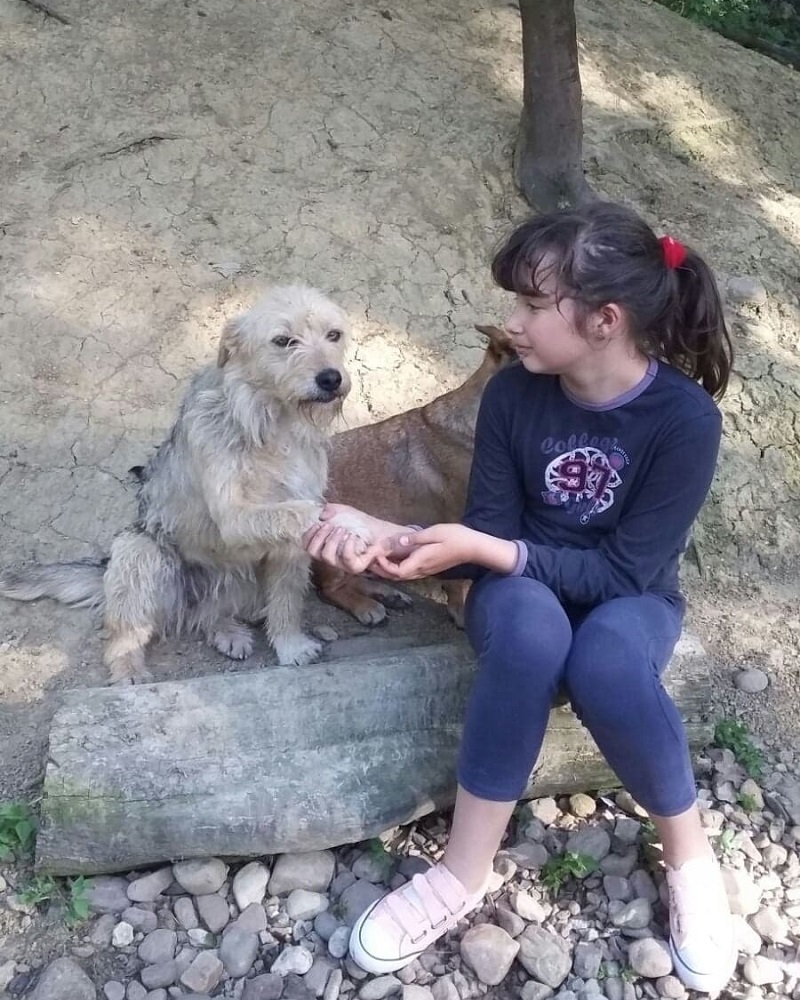 Lieve hond ter adoptie bij SOS Dogs