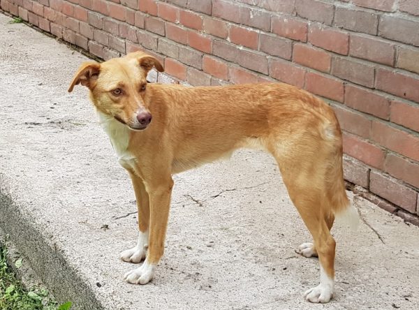 Jonge hond ter adoptie bij SOS Dogs