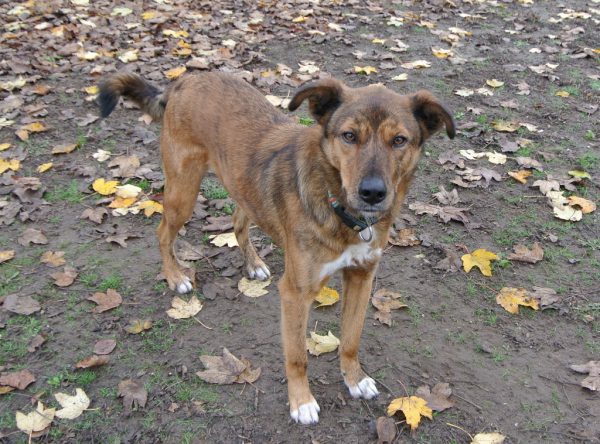 Hond Tiger stoer uiterlijk klein hartje