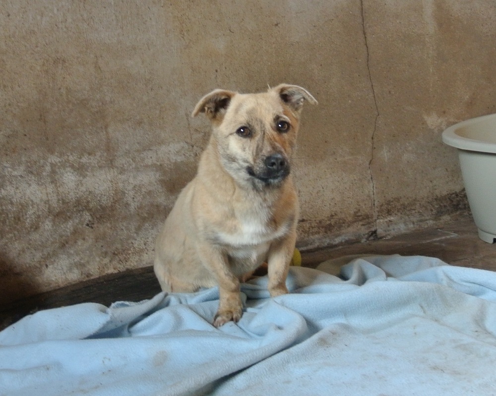 Klein hondje ter adoptie bij SOS dogs