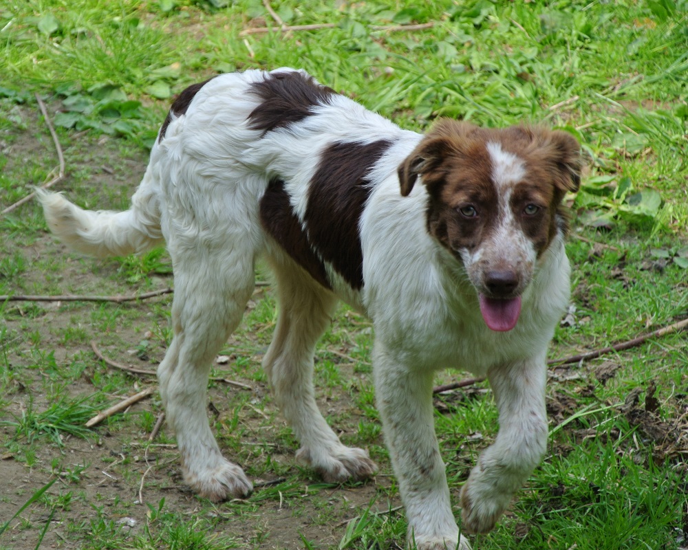 Jachthond pup ter adoptie bij SOS Dogs