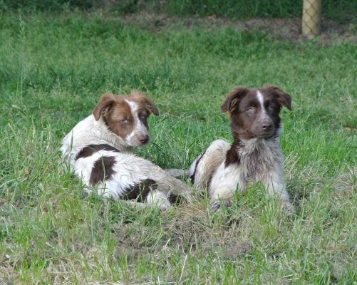 pups ter adoptie bij SOS Dogs