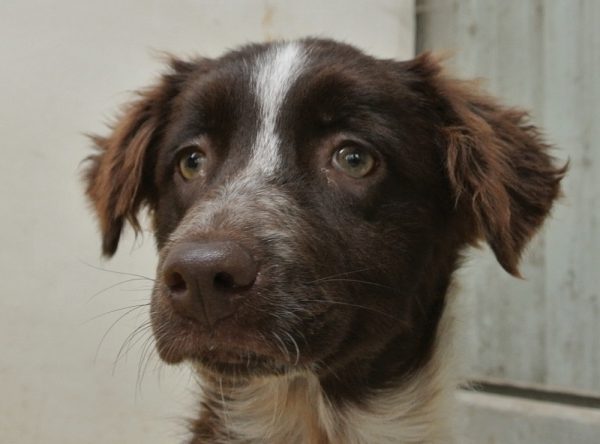 Jachthond pup ter adoptie bij SOS Dogs