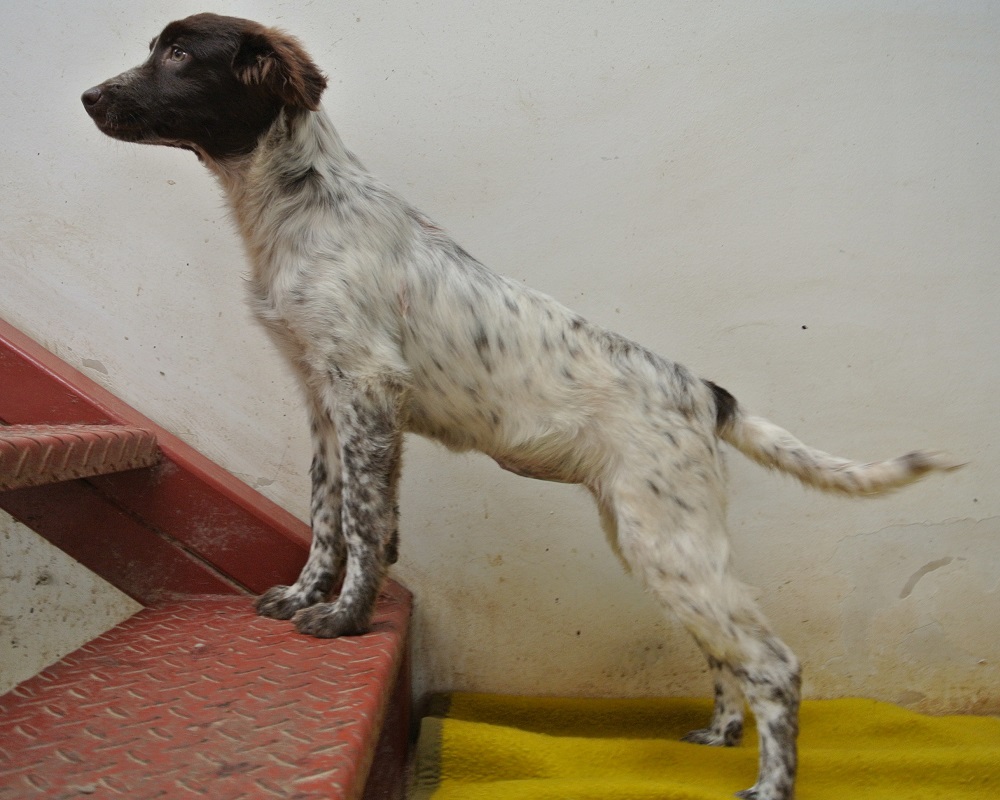 Jachthond pup ter adoptie bij SOS Dogs
