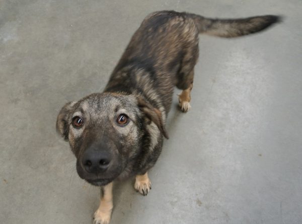 Hondje ter adoptie bij SOS Dogs