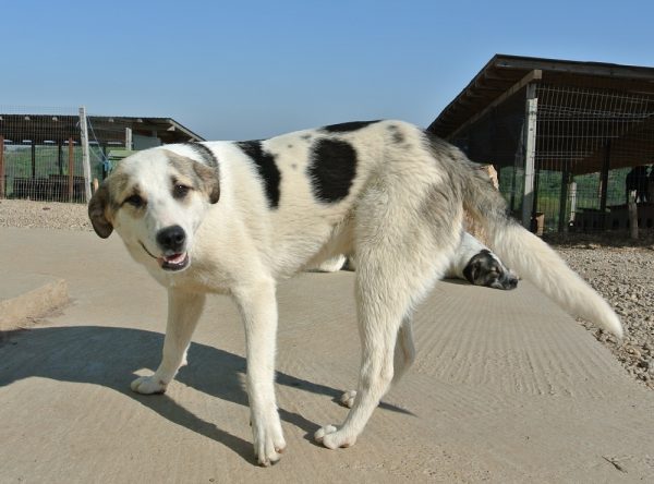 Hond ter adoptie bij SOS Dogs