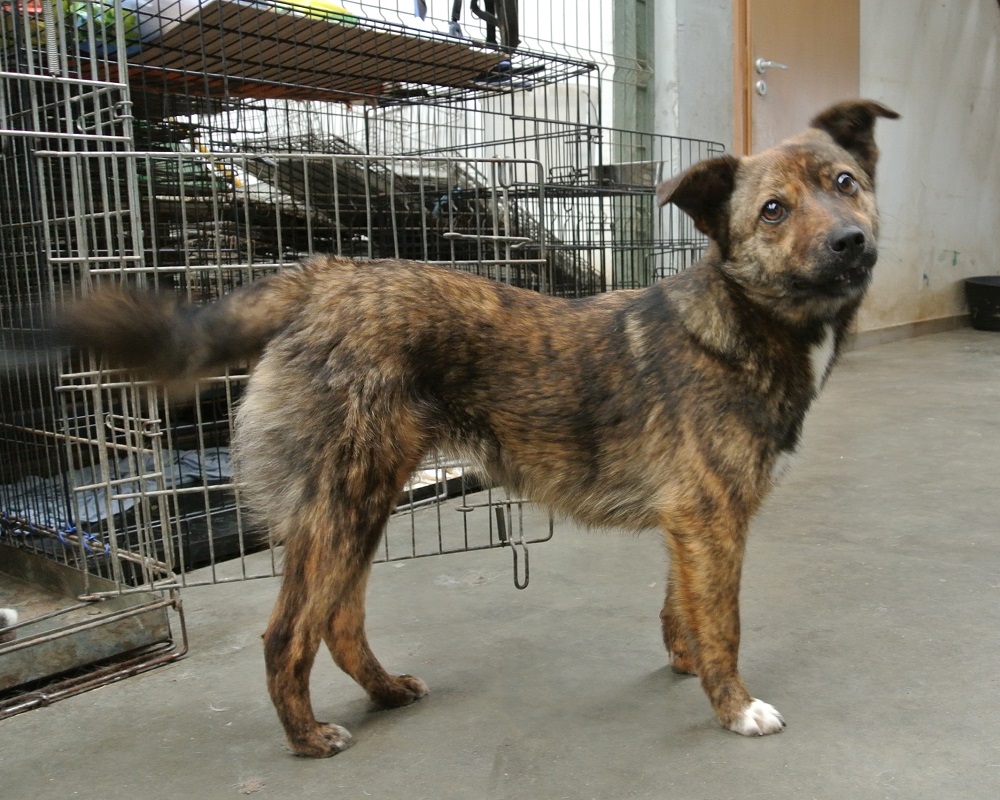 Lief hondje ter adoptie bij SOS Dogs