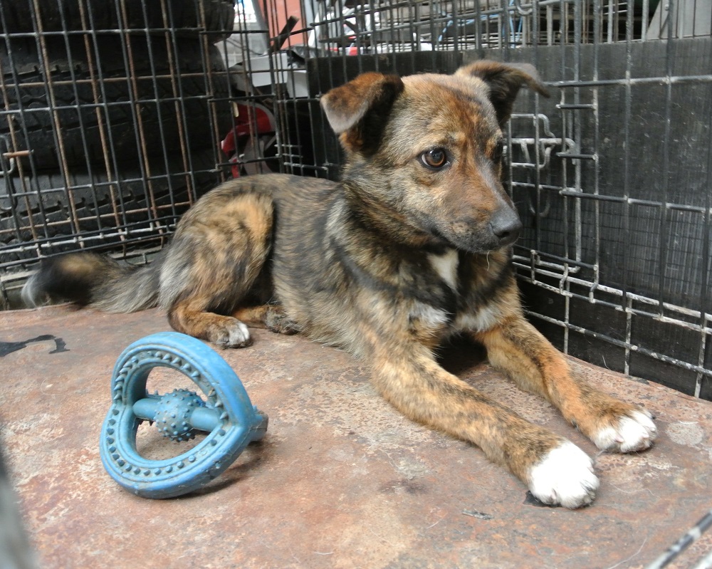 Hondje ter adoptie bij SOS Dogs