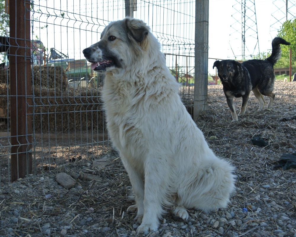 Berghond ter adoptie bij SOS Dogs