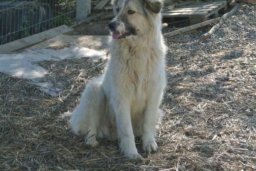 Berghond ter adoptie bij SOS Dogs