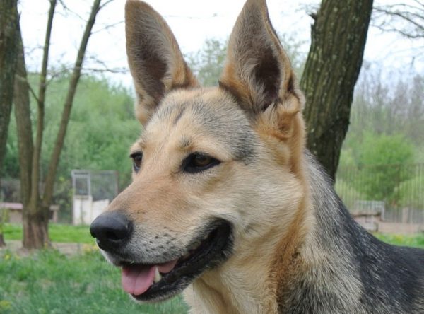 Herder voor adoptie