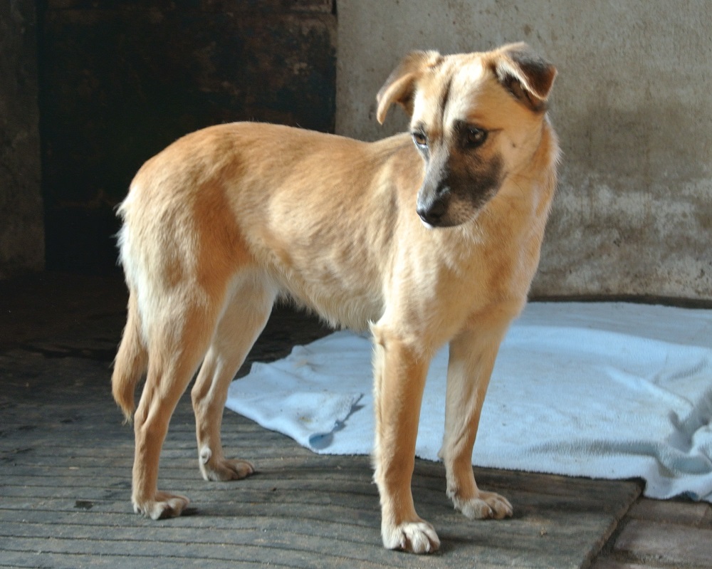 Lieve hond ter adoptie bij SOS dogs