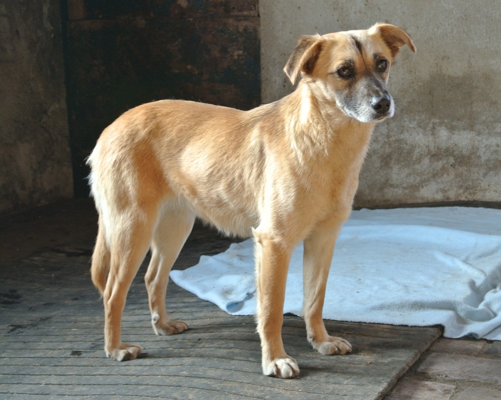 Lieve hond ter adoptie bij SOS dogs