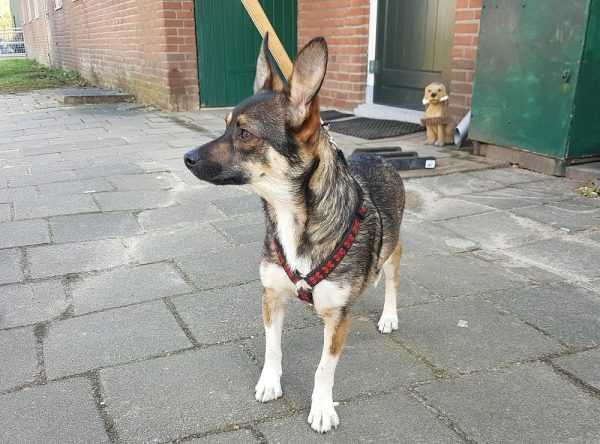 Hondje ter adoptie