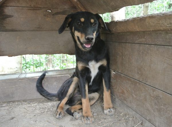 Pup ter adoptie bij SOS Dogs