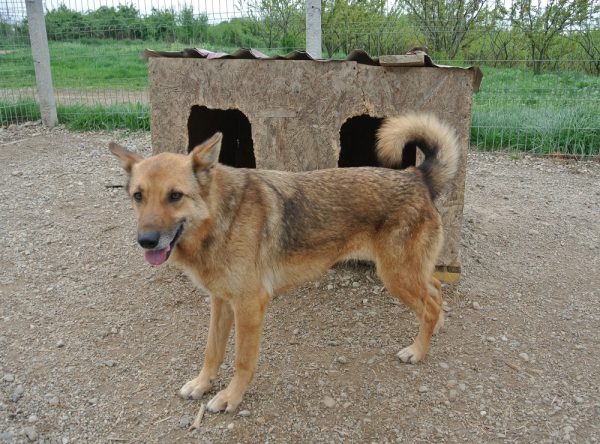 Herder ter adoptie bij SOS Dogs