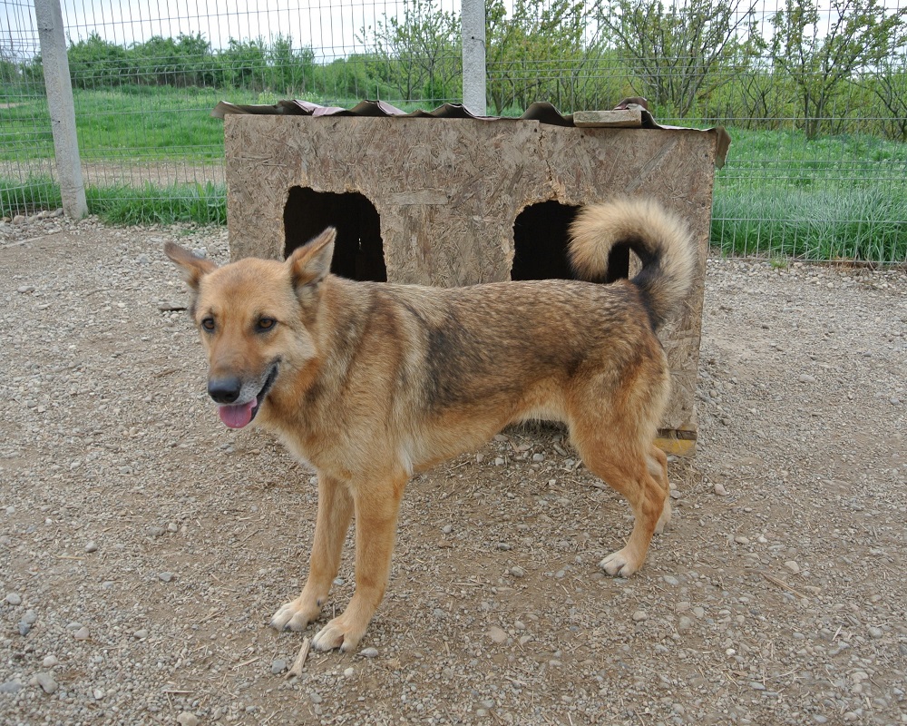 Herder ter adoptie bij SOS Dogs