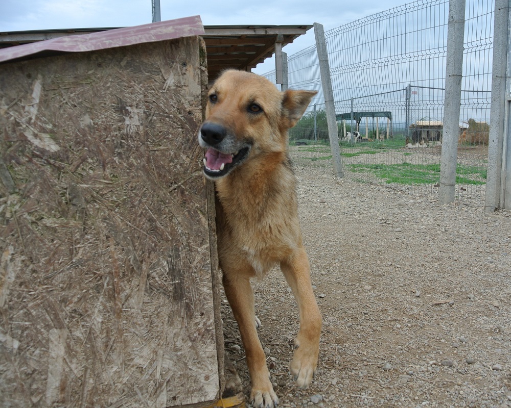 Herder ter adoptie bij SOS Dogs