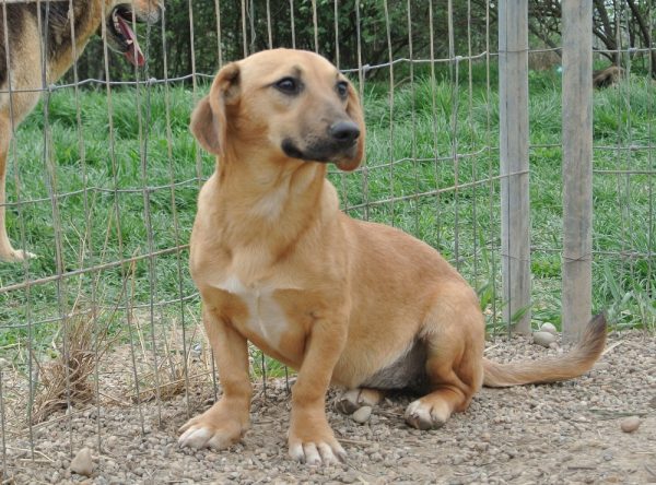 Teckel ter adoptie bij SOS Dogs