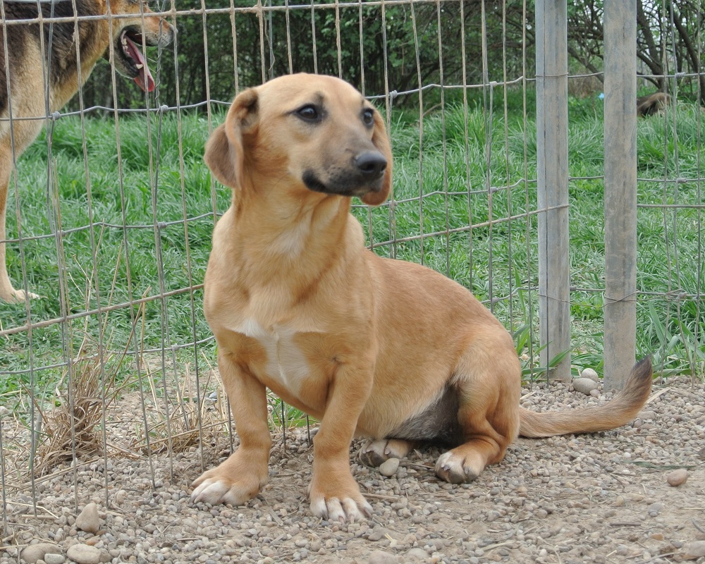 Teckel ter adoptie bij SOS Dogs