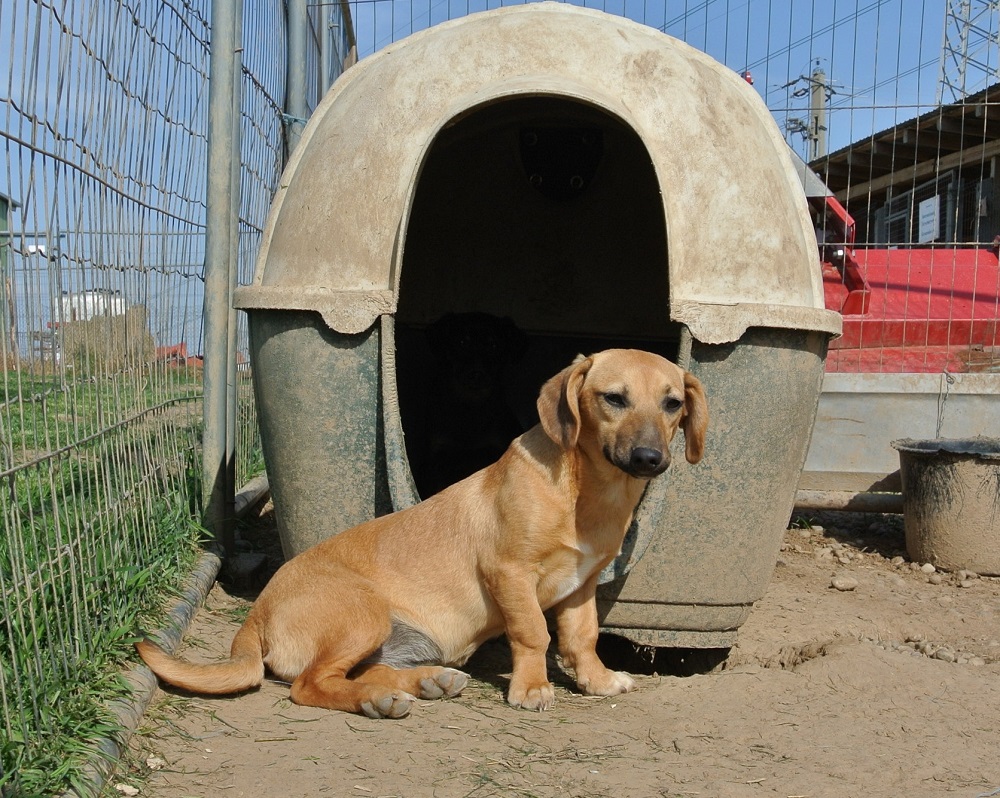 Teckel ter adoptie bij SOS Dogs