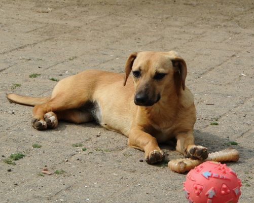 Teckel mix ter adoptie bij SOS Dogs