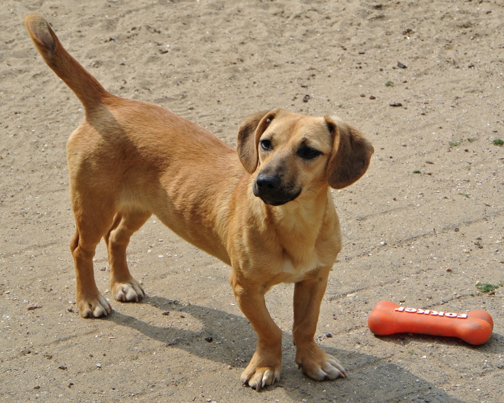 Teckel kruising ter adoptie bij SOS Dogs
