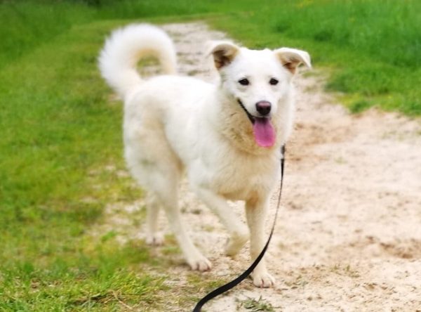 Hond ter adoptie bij SOS Dogs