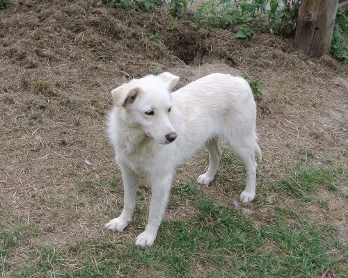 Hond ter adoptie bij SOS Dogs