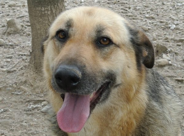 Herder Mirela ter adopte bij SOS Dogs