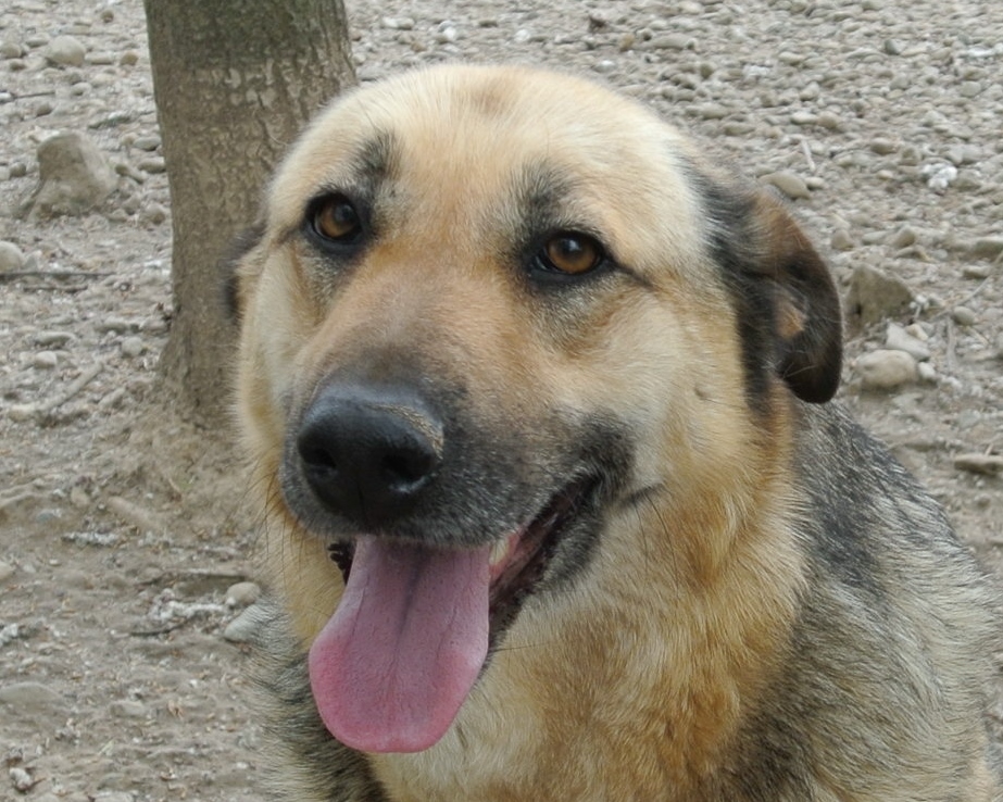 Herder Mirela ter adopte bij SOS Dogs