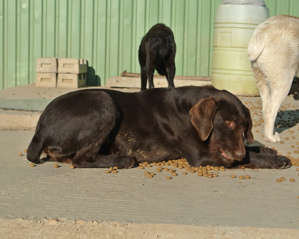 Jachthond ter adoptie bij SOS Dogs