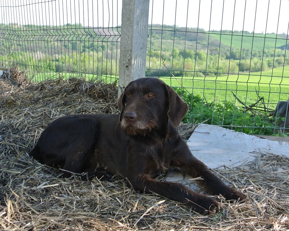 Jachthond ter adoptie bij SOS Dogs