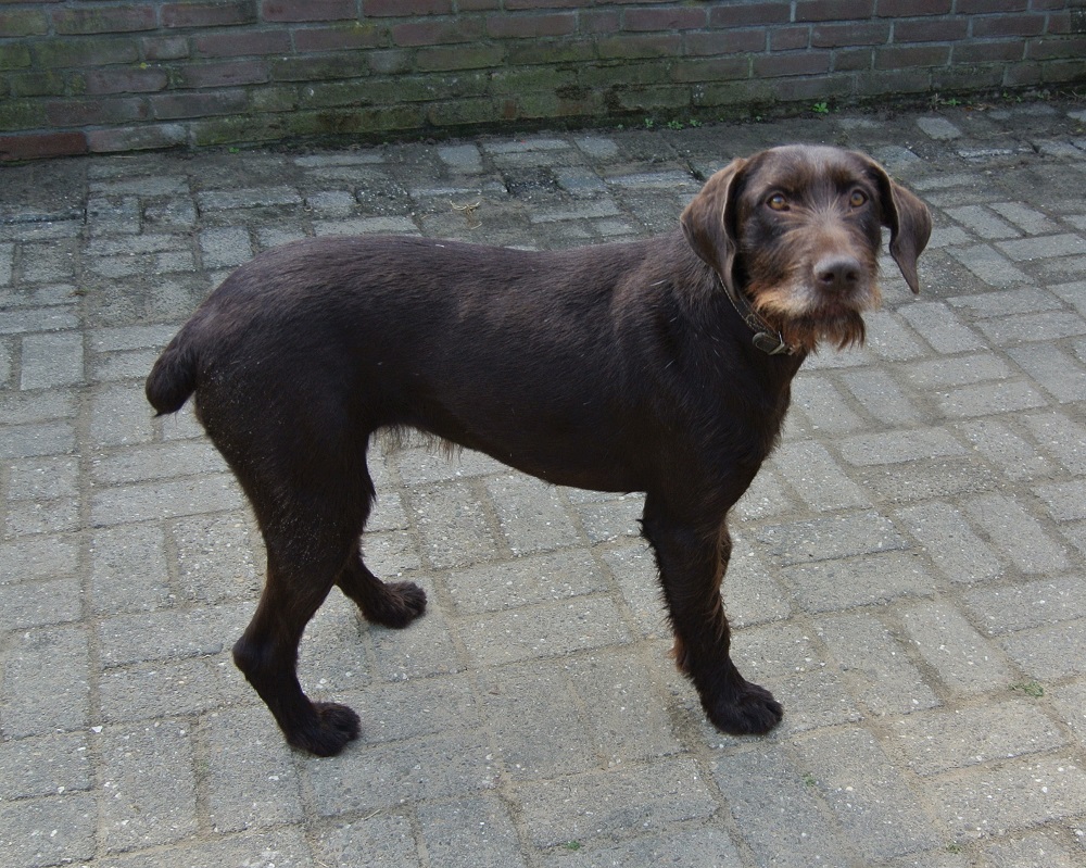 Duitse staande hond ter adoptie bij SOS Dogs