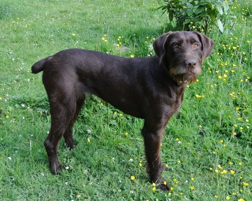 Duitse staande hond ter adoptie bij SOS Dogs